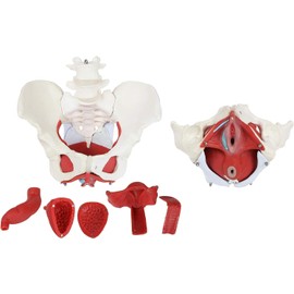 6 Parts Medical Anatomical Female Pelvis Model Removable Organs Life Size Model of Pelvic Floor, Muscles and Organs Include Uter for Doctors Office Educational Tool Anatomical Model