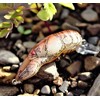 Rebel Lures Wee-Crawfish Fishing Lure (2-Inch, Nest Robber), Wee (5-7