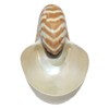 U.S. Shell Chambered Nautilus, 4 to 5"