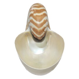 U.S. Shell Chambered Nautilus, 4 to 5"