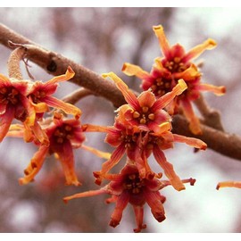 Hamamelis vernalis (Vernal Witchazel) Tree Seed, Fragrant Yellow, Orange-red Four-petaled, Narrow, ribbonlike or straplike Flowers, You Choose The Quantity (1 Pack)