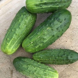50 Organic National Pickling Cucumber Seeds for Planting 1.5+ Grams of Seeds Non GMO Heirloom USA Harvested