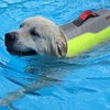 KONG Sport Water Float Dog Flotation Life Jacket Vest, Swimming