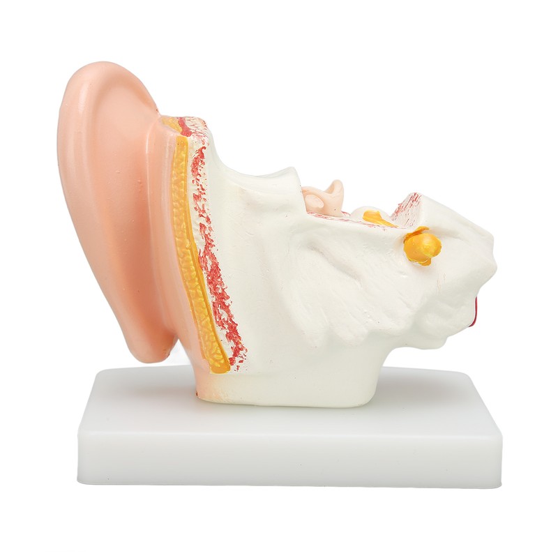 Human Ear Anatomical Model Clear Structure Simulation Inner Ear Model