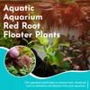 30+ Red Root Floater - Live Aquarium Plants - 4oz