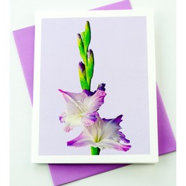 Sunshine Expressions Blooming Flowers – Purple Gladiolus – High End Photographic Heavy Smooth Note Cards 8 w/10 Colored Envelopes, Boxed Set (4.25"x 5.50") Blank Inside - Made in USA