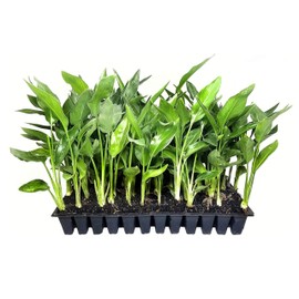 Orange Bird of Paradise | Strelitzia Reginae | 20 Live Plants | Tropical Perennial Blooming Specimen