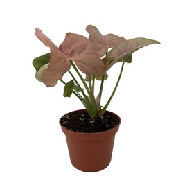 Neon Robusta Arrowhead Plant - Syngonium/Nepthytis - Rosey Mauve Pink - 2.5" Pot