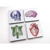 Human Body set of 4 or 6 Coasters color skull
