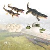 Bohue 4Pcs Crocodile Life Cycle Toys Creative Artificial Animal Toy