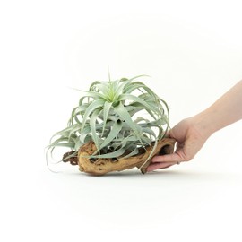 Air Plant Shop Tillandsia Cacticola Long Form Silver Air Plants - Wholesale and Bulk - Succulents - Live Tillandsia - Easy Care Indoor and Outdoor House Plants