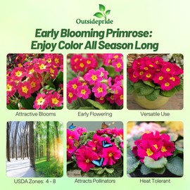 Outsidepride Danessa Pink Shades Common Primrose Seeds - 50 Pcs Annual, Hardy, Easy to Grow & Low Maintenance Flower Seeds for Planting Vibrant Blooms, for Containers, Borders & Erosion Control