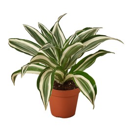 House Plant Shop | Dracaena 'White Jewel' - 4" Pot | Live Indoor Plant | Easy to Care | Natural Décor Plant | Great Gifts| Free Care Guide