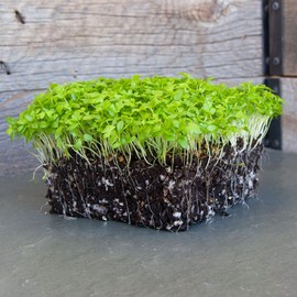 Celery Microgreens Seeds - 5 lb. Bulk - Non-GMO Celery Micro Green Seeds for Planting - Micro-Greens Seeds for Commercial and Home Gardening - Robust, Bright Flavor - Celery Sprouting Seeds