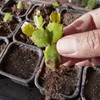 Doter Christmas Cactus Potting Soil Mix 2qt, Ideal for Succulents,