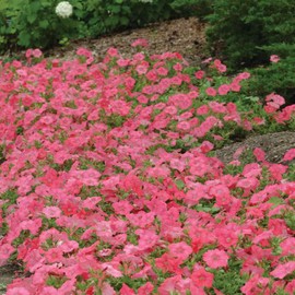 Outsidepride 15 Seeds Annual Coral Reef Easy Wave Petunia Spreading Flower Seeds for Planting