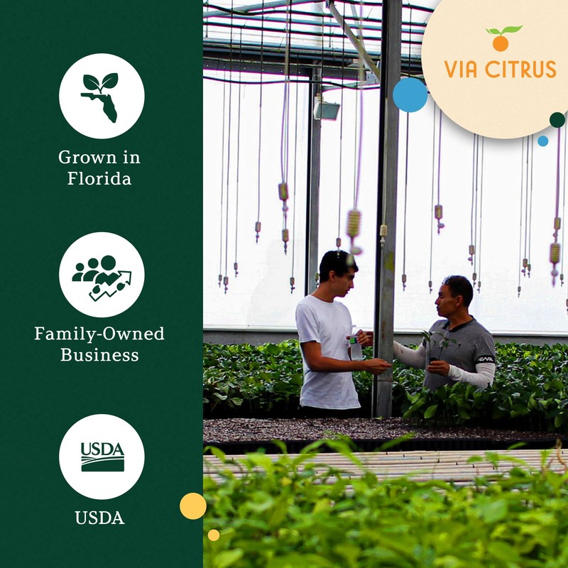 Key Lime Trees Indoor Plants Outdoor - Limes Citrus Tree