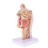 Perfeclan Model Larynx 1:1 Life Size Human, Oral Cavity and