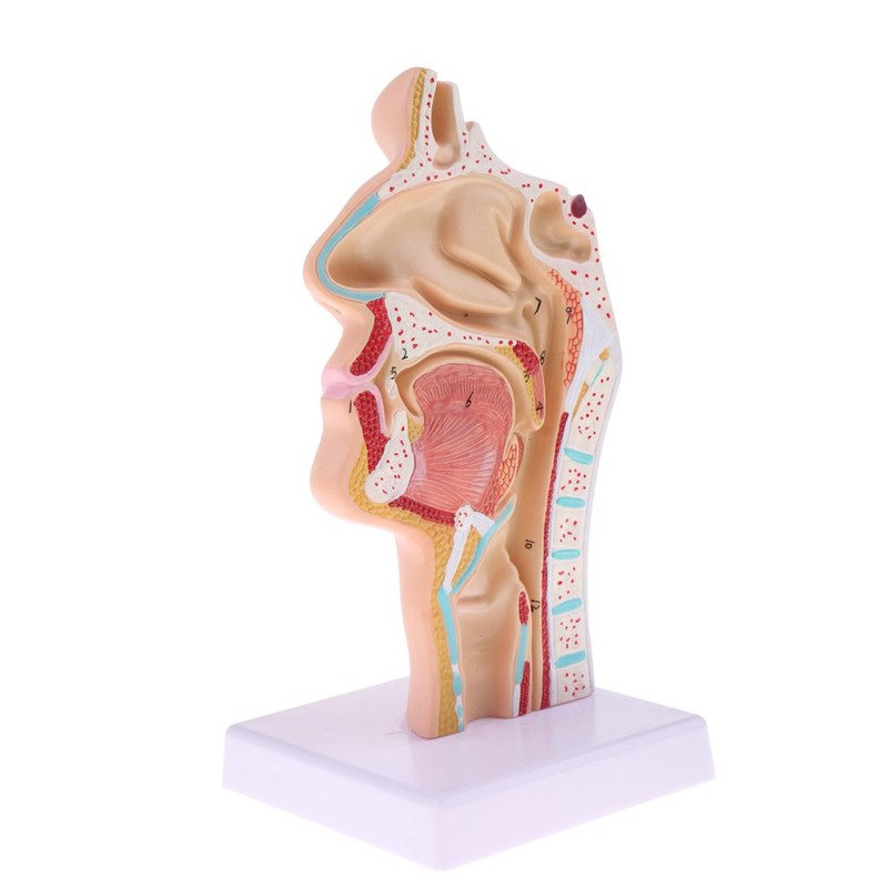 Perfeclan Model Larynx 1:1 Life Size Human, Oral Cavity and