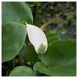 Everwilde Farms - 1 Oz Arrow Arum Native Wildflower Seeds - Gold Vault