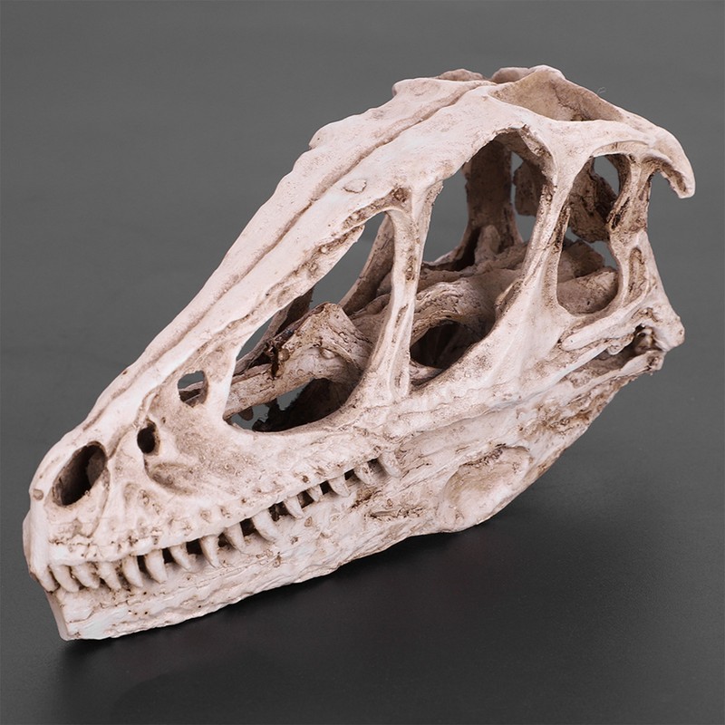 Resin Dinosaur Skull Model Simulated Animal Skeleton Home Office Decor