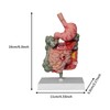 F Fityle Human Digestive System Model,Stomach Section PVC Sturdy Scientific