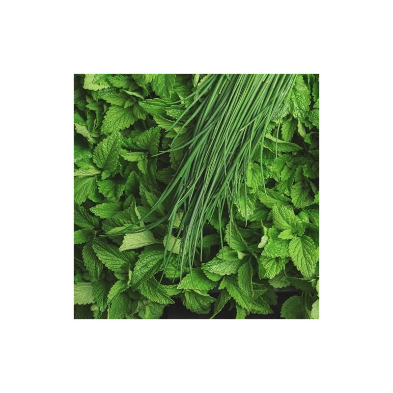 Tuscany Candle Eucalyptus Mint Long-Lasting Scented Jar Candle, 14 oz