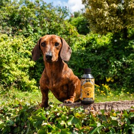 Proflax Natural - Skin & Coat Supplement for Dogs - Supports Healthy Skin & Coat, Colour Pigments - Promotes Calmness and Relaxation - Fast Acting & Vet-Approved Herbal Tincture - 100ml