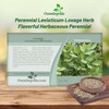 Outsidepride Lovage Vegetable Seeds - 2000 Pcs. Perennial, Easy to
