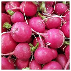 Everwilde Farms - 1 Oz Pink Celebration Radish Seeds - Gold Vault