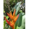 2X Orange Tropical Heliconia Rhizomes w/ 10 in stock, Exotic