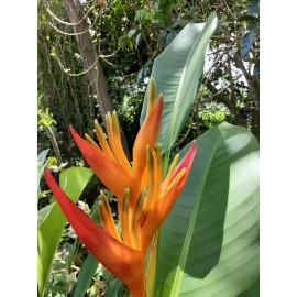 2X Orange Tropical Heliconia Rhizomes w/ 10 in stock, Exotic with bright Blooms!