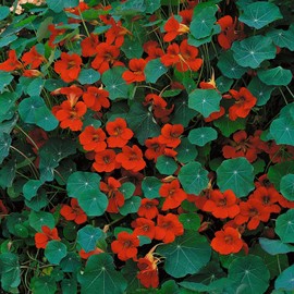 Eden Brothers Nasturtium Seeds (Dwarf) - Empress of India Non-GMO Seeds for Planting, 1 Pound | Low-Maintenance Flower Seeds, Plant During Spring Season, Zones 1, 10, 2, 3, 4, 5, 6, 7, 8, 9