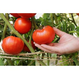 Park Seed Variety of Tomato Vegetable Seeds, Planting Seeds, Easy to Grow, Perfect for Harvesting, Brandywine, Pack of 500