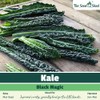 Kale Black Magic Seeds – Improved Variety, Specially Bred for