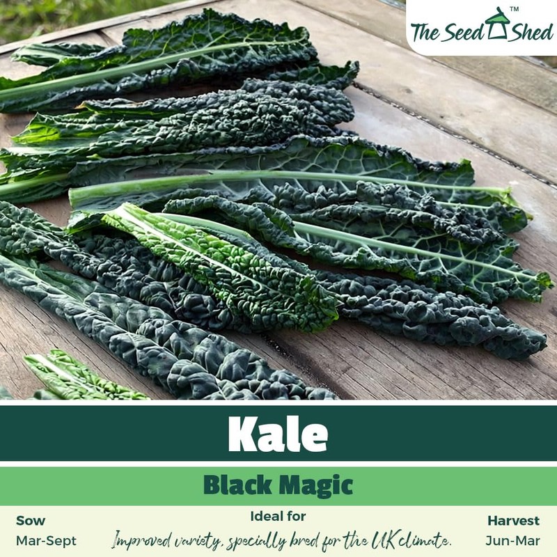 Kale Black Magic Seeds – Improved Variety, Specially Bred for