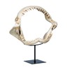 Design Toscano Shark's Jagged Jaws Statue