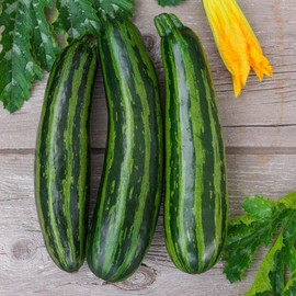 FUN AND GROW SEEDS: Seeds Cocozelle Zucchini Courgette Non GMO Heirloom