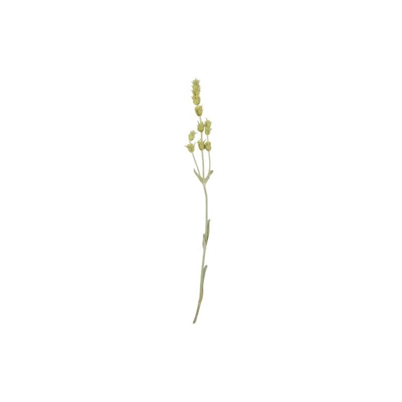 Greek Mountain Tea Mountain Tea Whole Herbal Tea Sideritis Raeseri