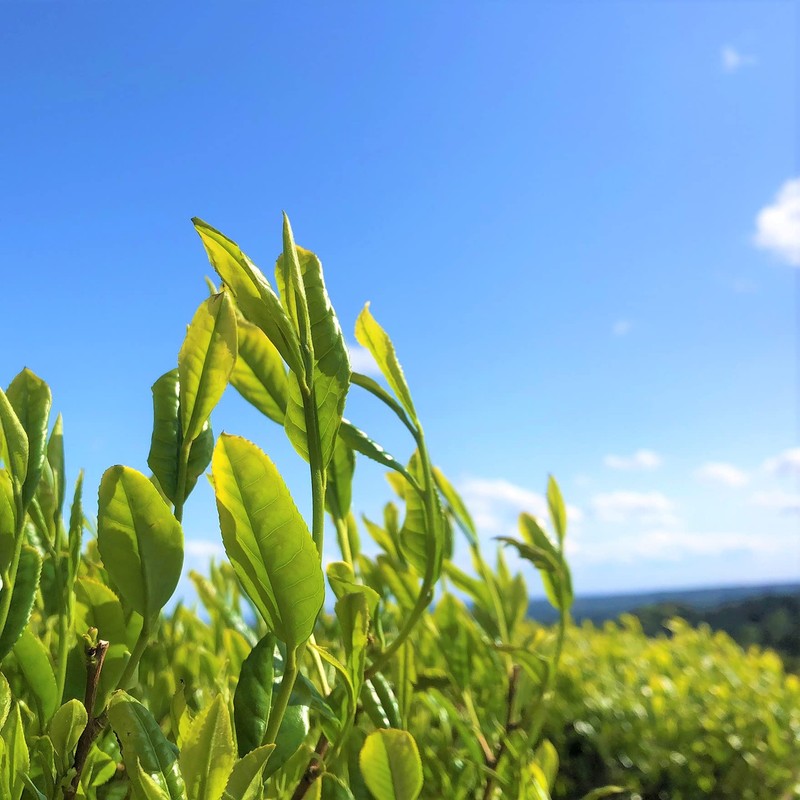 Rich Green Tea Bag 0.2 oz (5 g) x 25