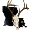European State Skull Mount hanger - State: Wyoming