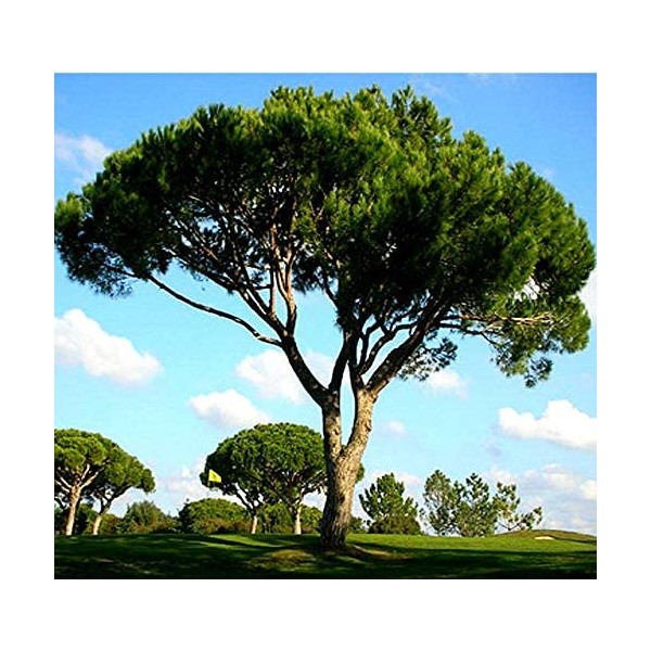 Big Pack - (30) Italian Stone Pine Seeds, Pinus pinea Pine Tree Seeds - Edible Pine Nuts - Non-GMO Seeds by MySeeds.Co (Big Pack - Italian Stone Pine)
