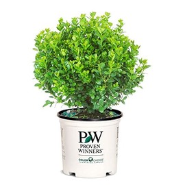 Green Promise Farms BUXUS Micro. `Sprinter` (Boxwood) Evergreen, 3 Size Container, Green Foliage