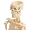 Small Anatomical Mini Skeleton Model, 45 cm, beige
