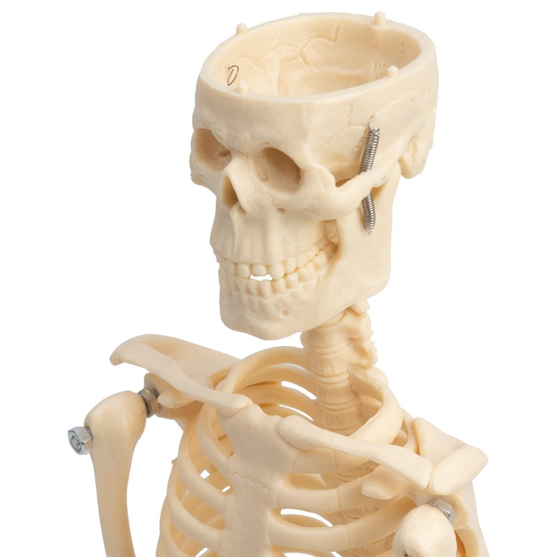 Small Anatomical Mini Skeleton Model, 45 cm, beige