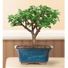 Brussel's Live Dwarf Jade Indoor Bonsai Tree - 3 Years