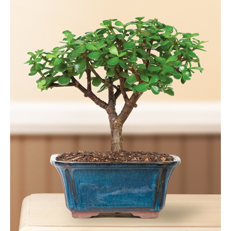 Brussel's Live Dwarf Jade Indoor Bonsai Tree - 3 Years