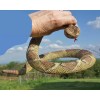 Rattlesnake - Coiled Diamondback Replica - Polyvinyl AAA