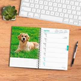 Golden Retrievers | 2024 6 x 7.75 Inch Spiral-Bound Wire-O Weekly Engagement Planner Calendar | New Full-Color Image Every Week | BrownTrout | Animals Dog Breeds Pets