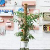 Moss Pole Coconut Stick DIY Modeling Plant Climbing Pole Climbing